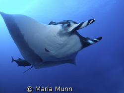 Swimming with a Giant Pacific Manta Ray is one of my favo... by Maria Munn 